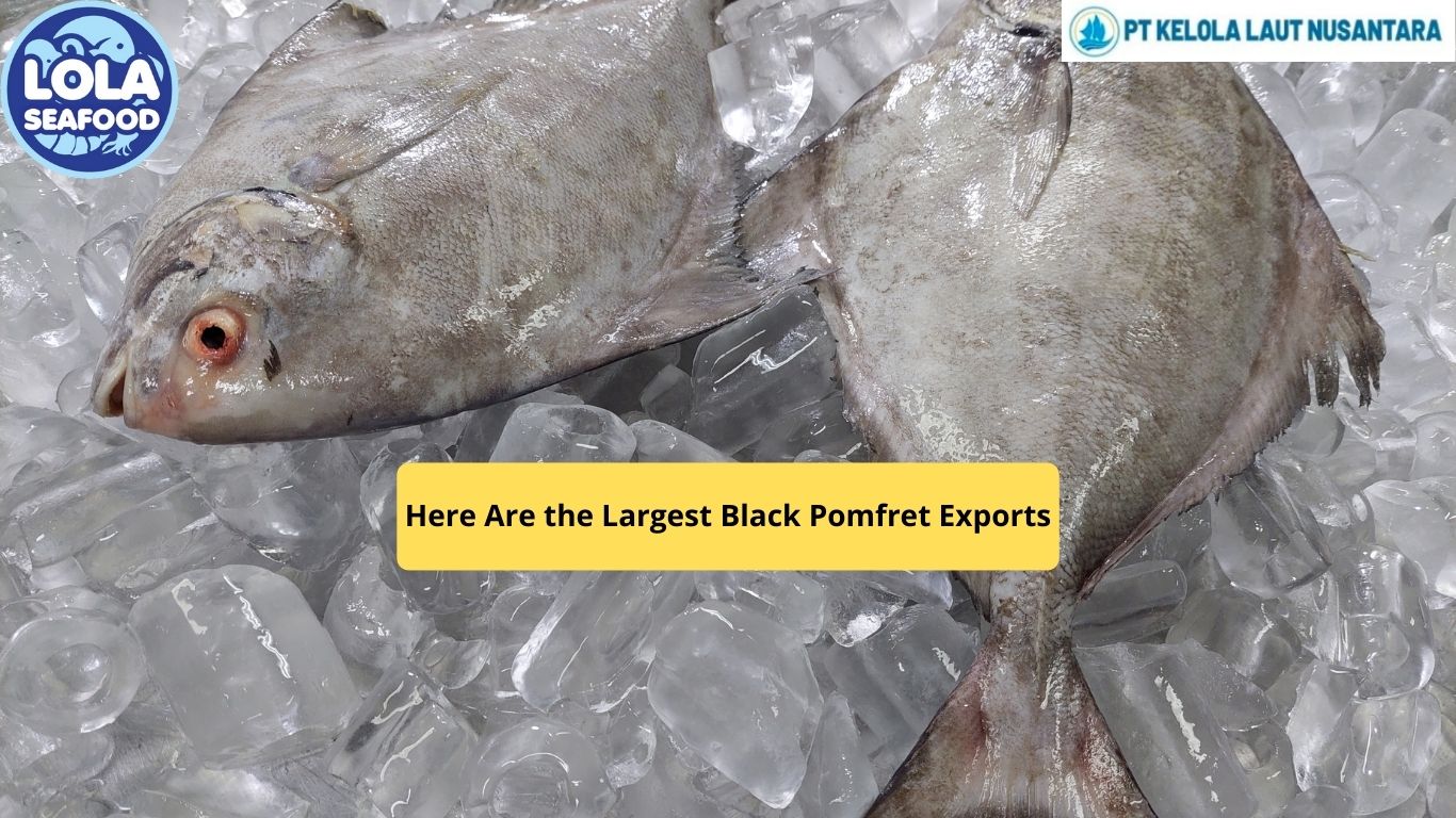 Here Are the Largest Black Pomfret Exports